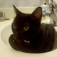 Image for article titled Caturday Night Special: Reader Kitties Are Surly & Sweet